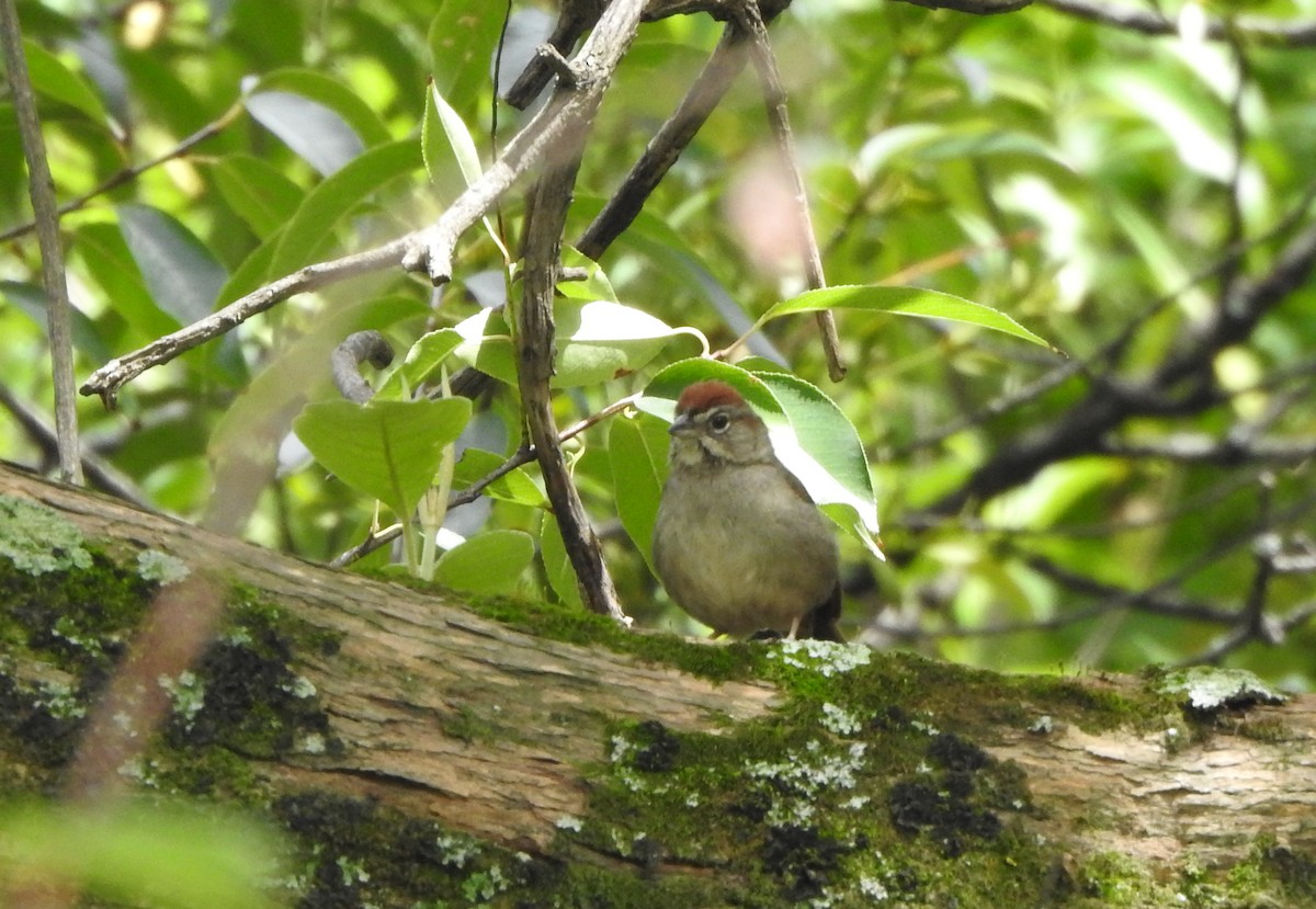 Rufous-crowned Sparrow - Ariadna Tobon