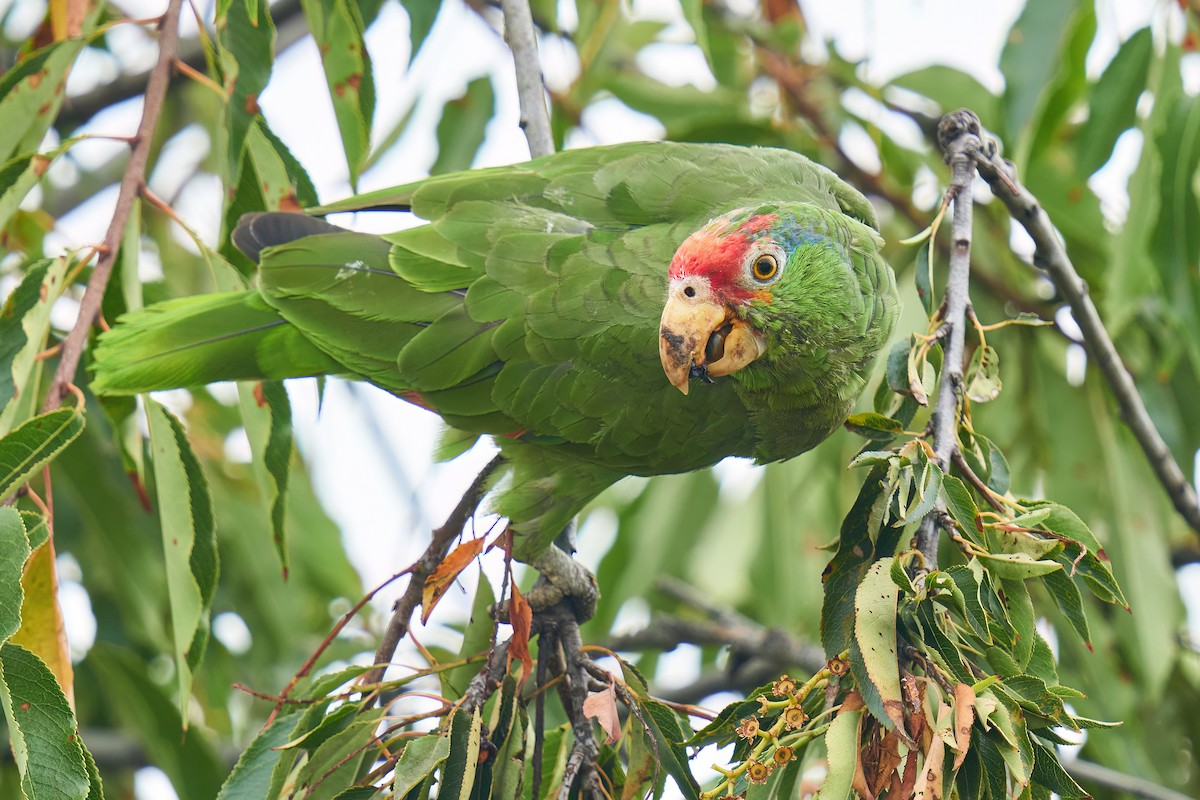 Red-crowned Parrot - ML602293481