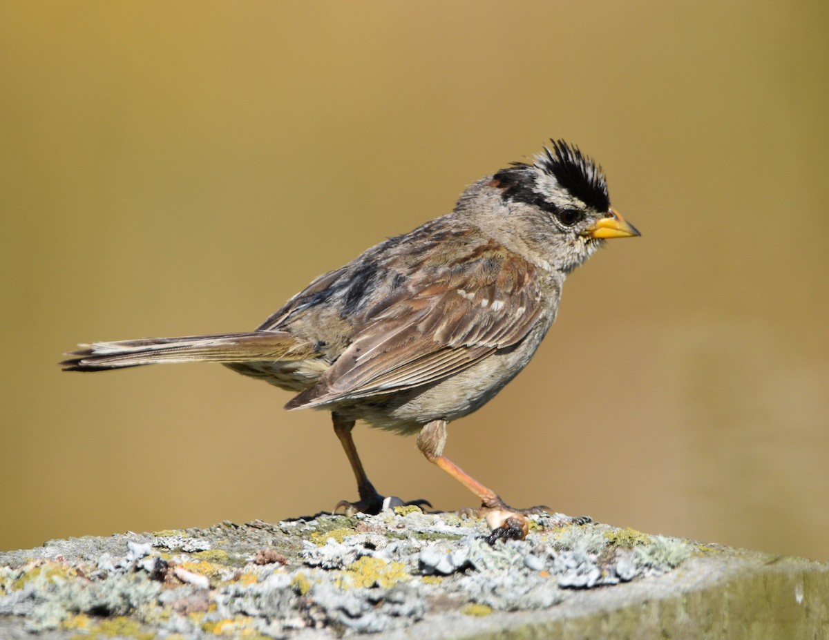 White-crowned Sparrow - ML602294921