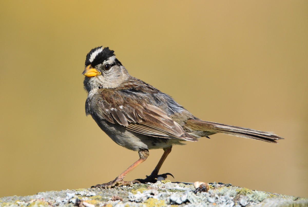 White-crowned Sparrow - ML602294931