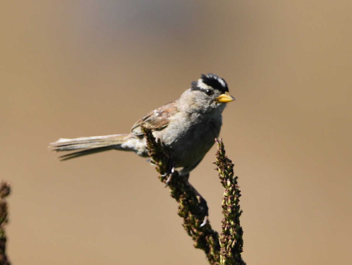 White-crowned Sparrow - ML602295031