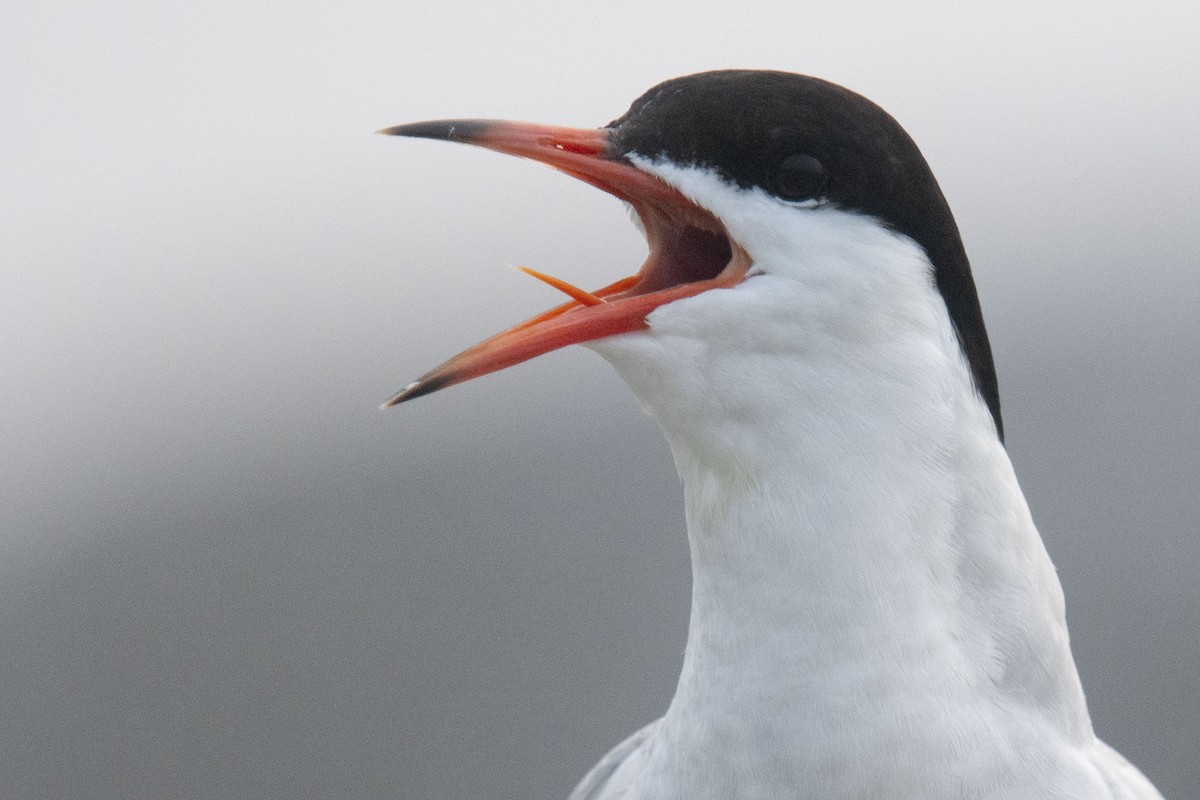 Common Tern - Reed Robinson