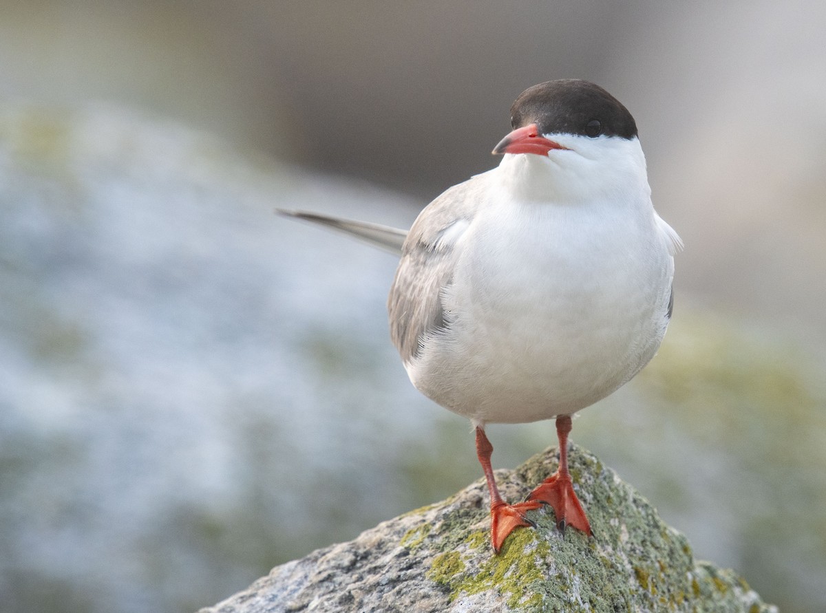 Common Tern - Reed Robinson