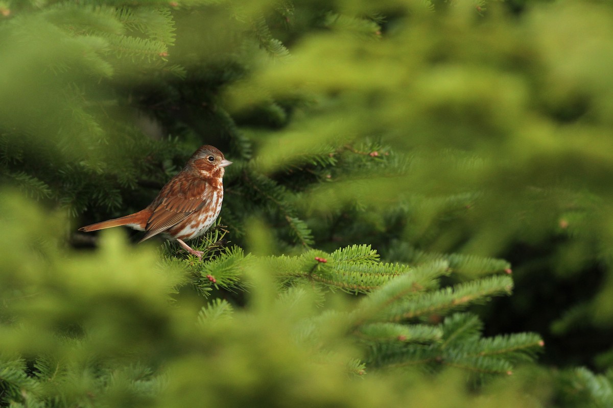 Fox Sparrow (Red) - ML60230581