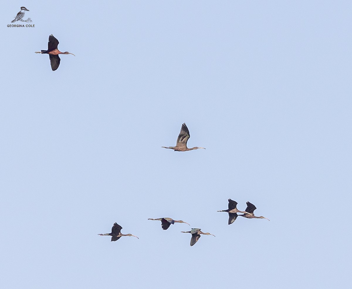 ibis hnědý - ML602311241