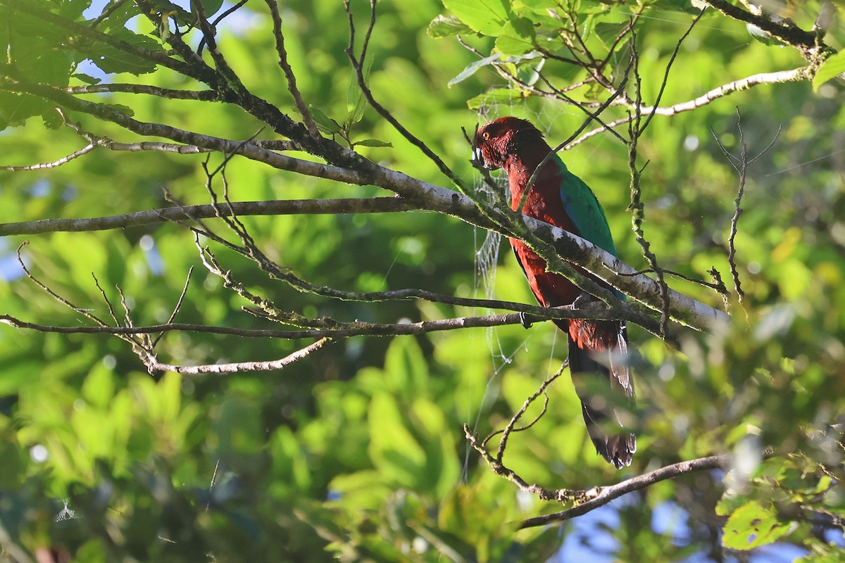 Red Shining-Parrot - ML602314641