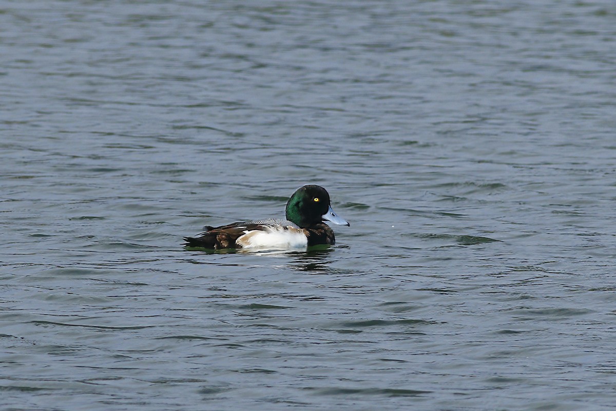 Greater Scaup - ML602315821