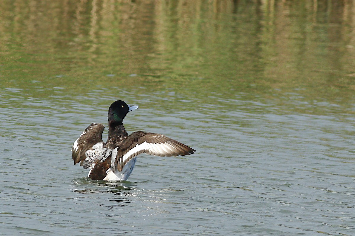 Greater Scaup - ML602315951