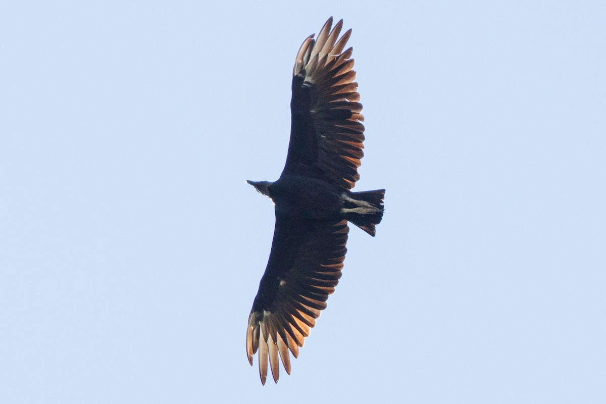 Black Vulture - ML602317601