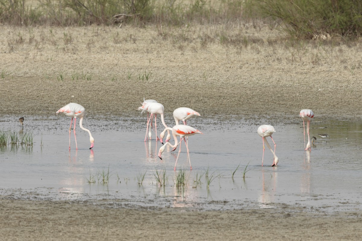 Greater Flamingo - ML602318651