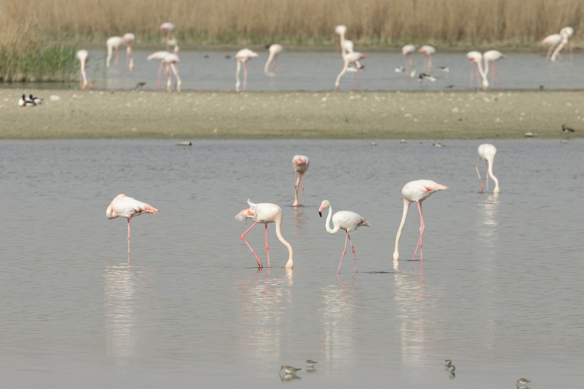 Greater Flamingo - ML602318661