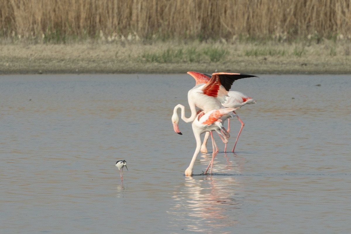 Greater Flamingo - ML602318691
