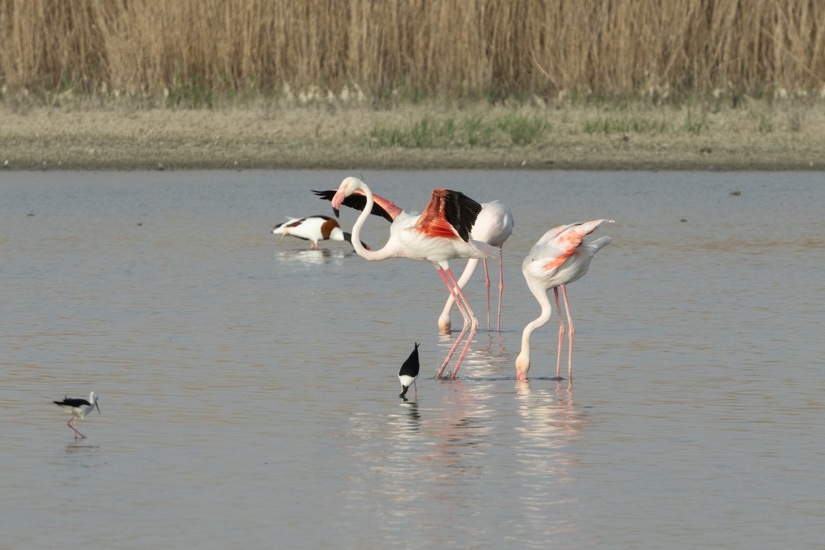 Greater Flamingo - ML602318701