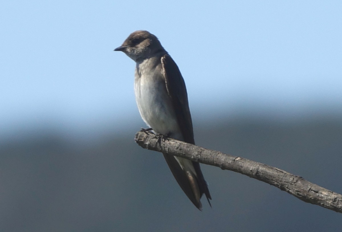 Northern Rough-winged Swallow - ML60232121