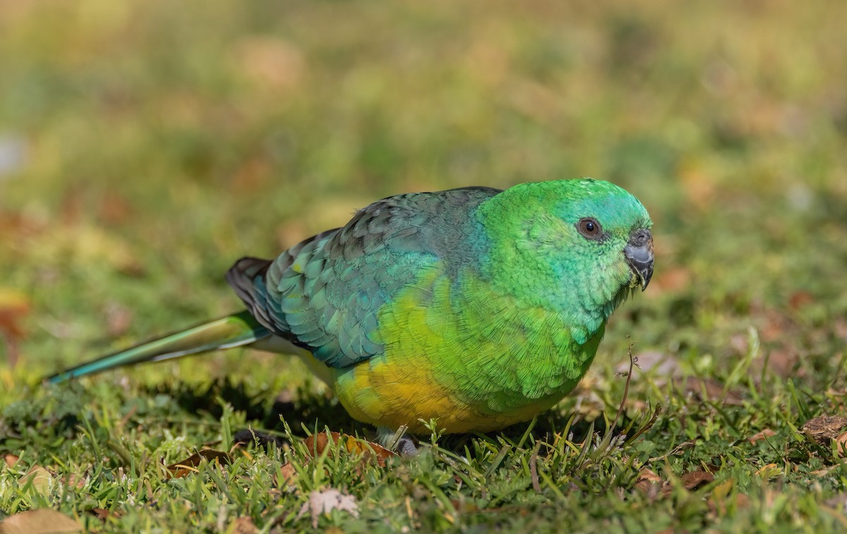 Red-rumped Parrot - ML602325871