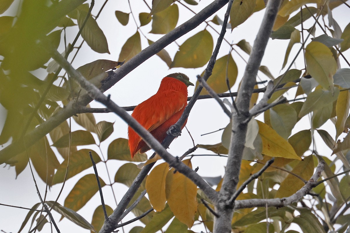 Orange Dove - Charley Hesse TROPICAL BIRDING