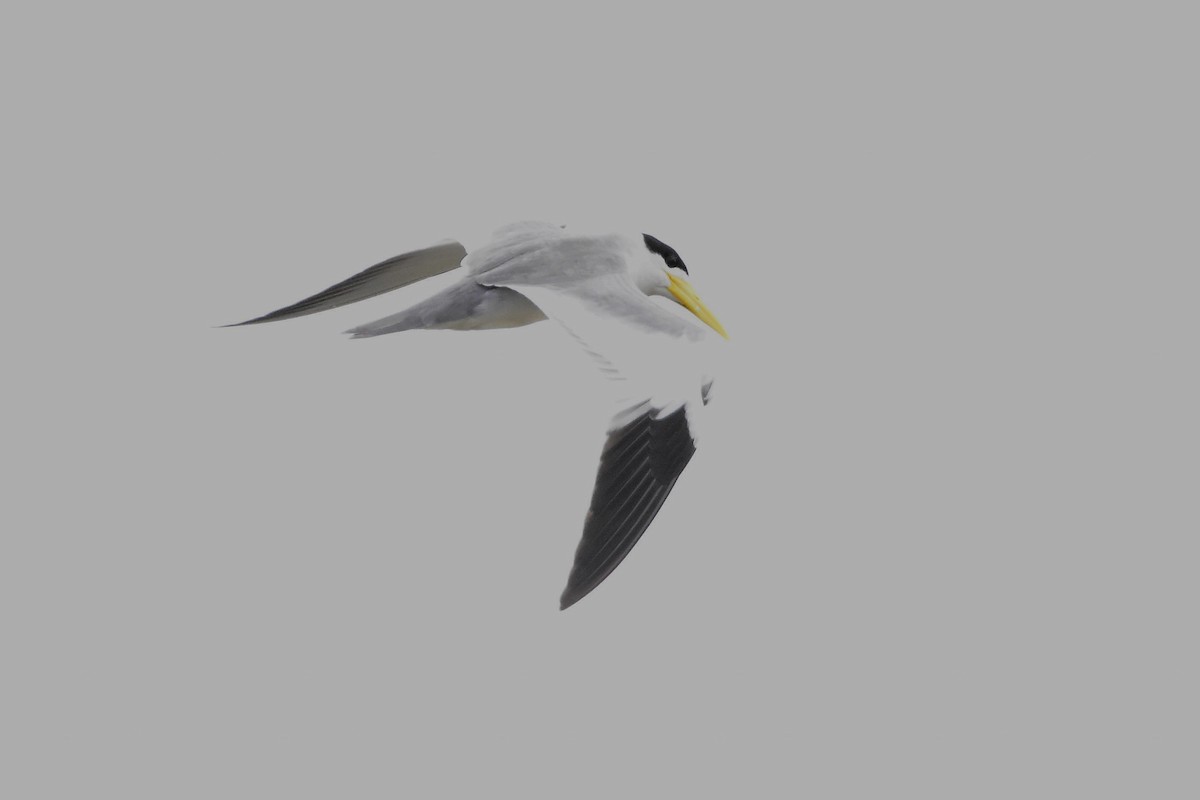 Large-billed Tern - ML602330751