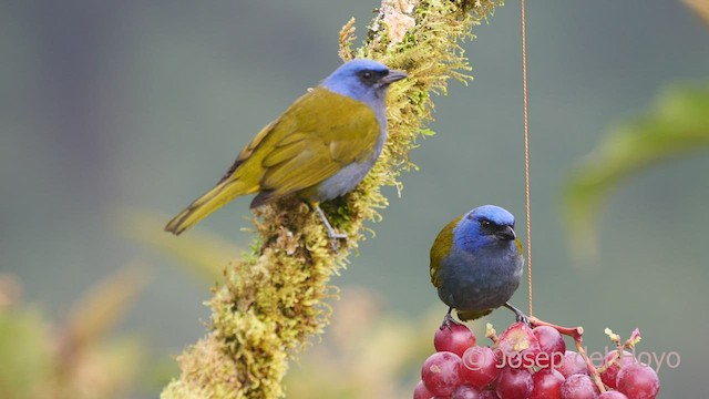 Blue-capped Tanager - ML602333951