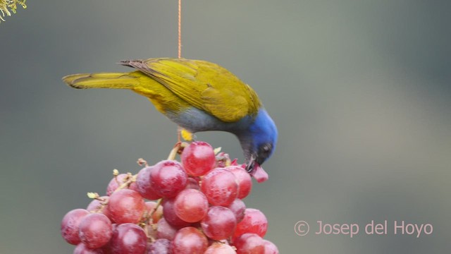 Blue-capped Tanager - ML602334201