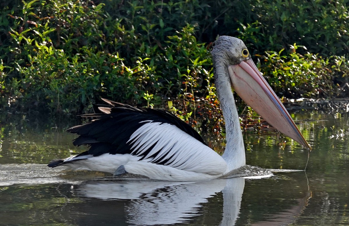 pelikán australský - ML602334841