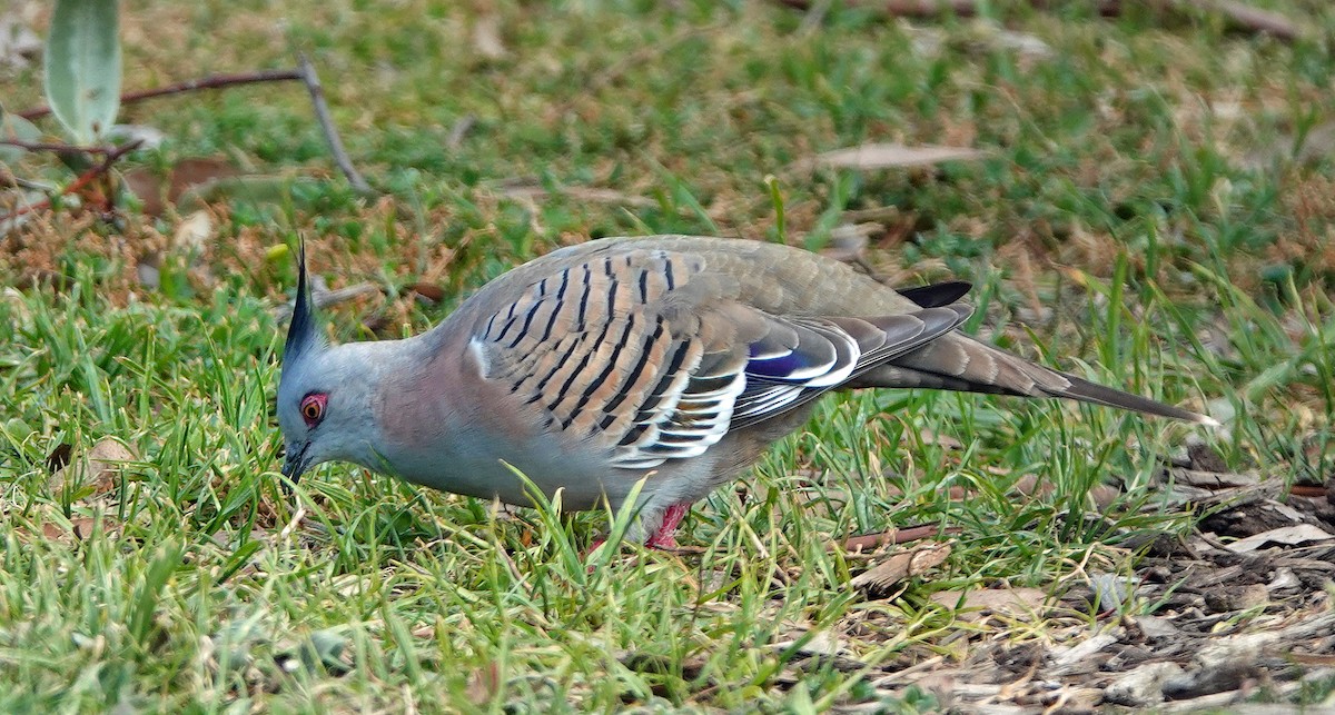 Crested Pigeon - ML602334961