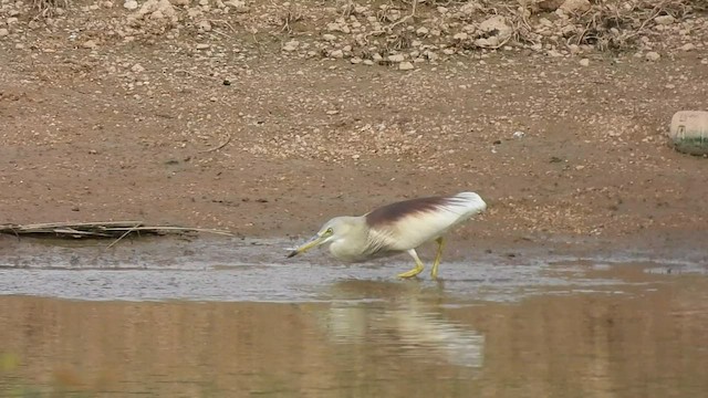 Indian Pond-Heron - ML602335271