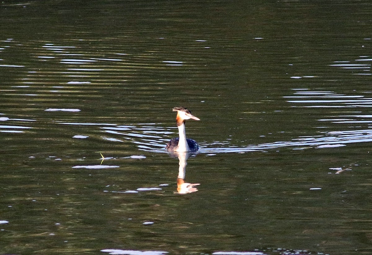 Great Crested Grebe - ML602341151