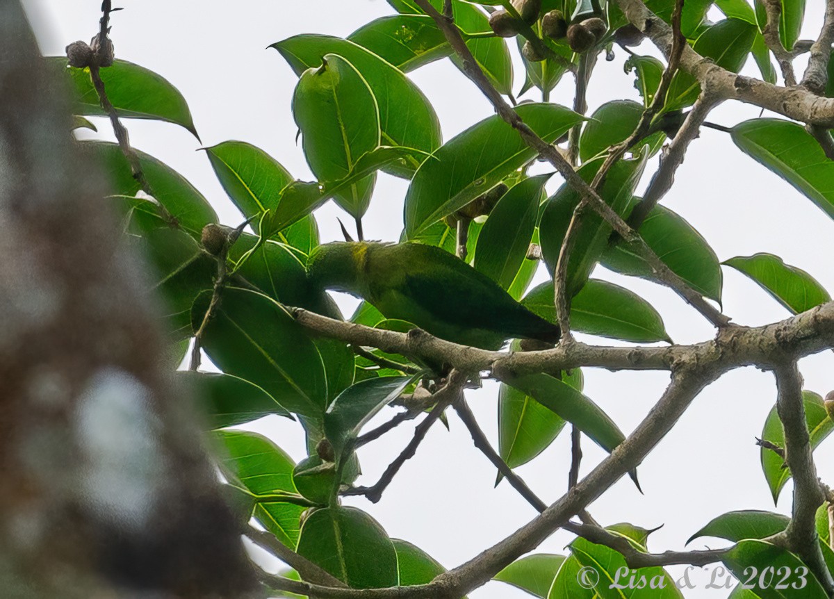 Yellow-throated Hanging-Parrot - ML602343661