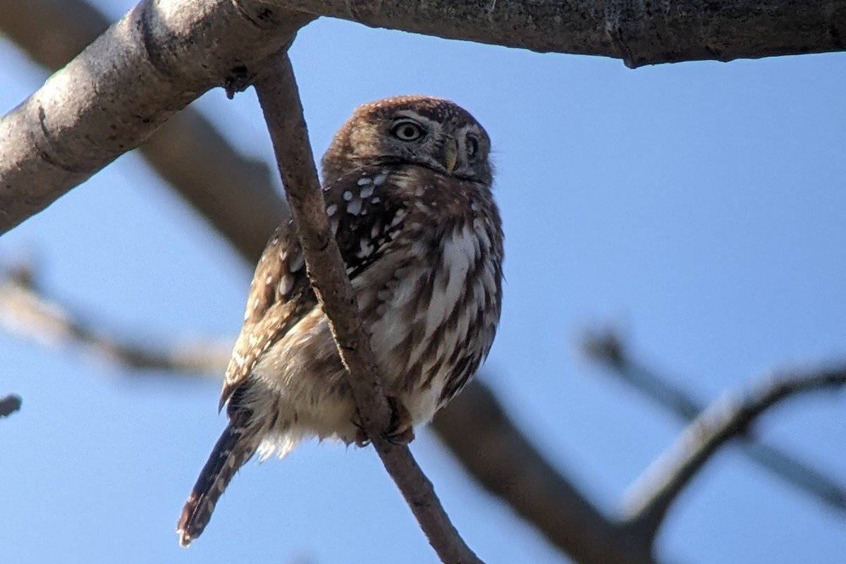 Pearl-spotted Owlet - ML602347141