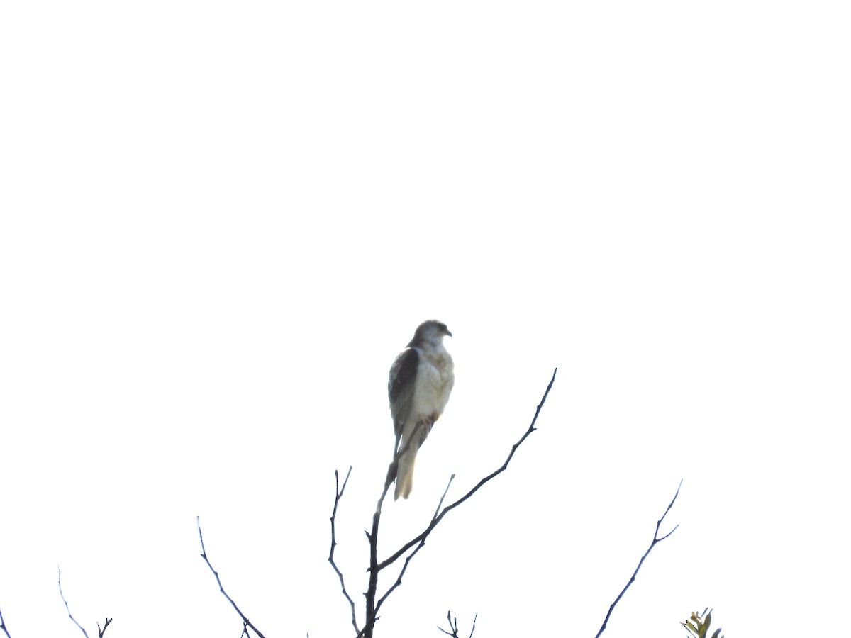 White-tailed Kite - ML602350611