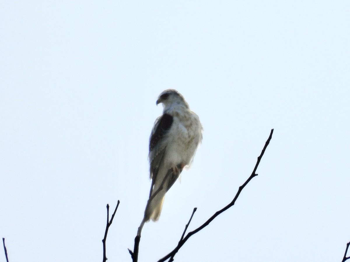 White-tailed Kite - ML602350621