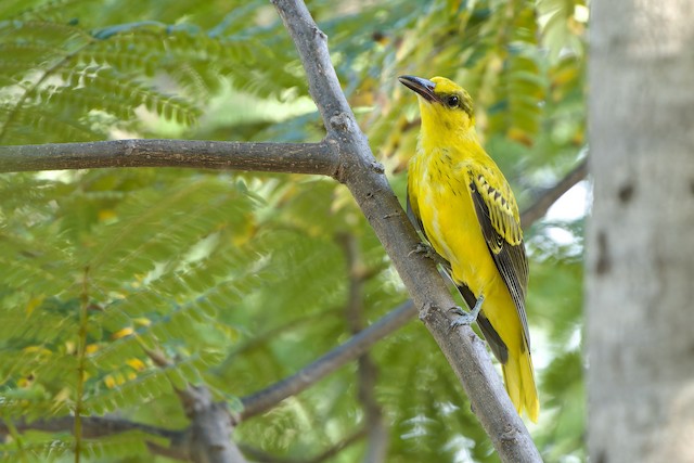 Black-naped Oriole - eBird