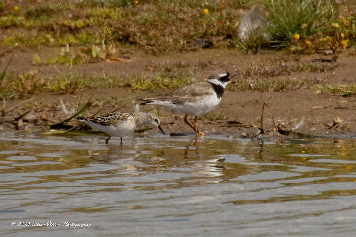 Common Ringed Plover - ML602357221
