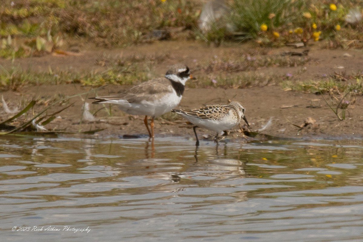 Common Ringed Plover - ML602357231
