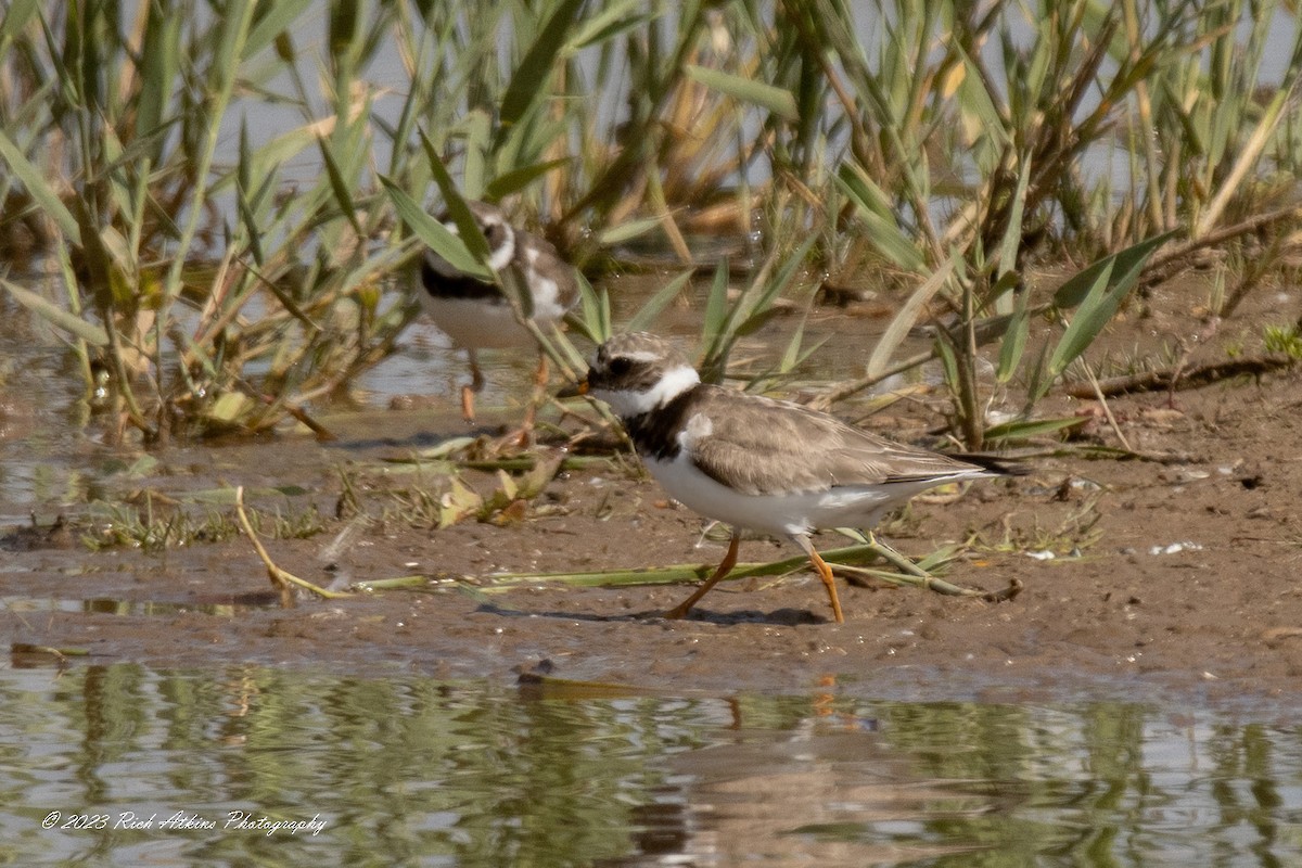 Common Ringed Plover - ML602357241