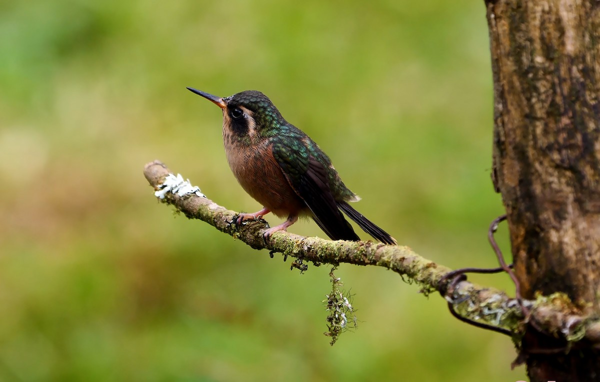 Speckled Hummingbird (melanogenys Group) - ML602372261