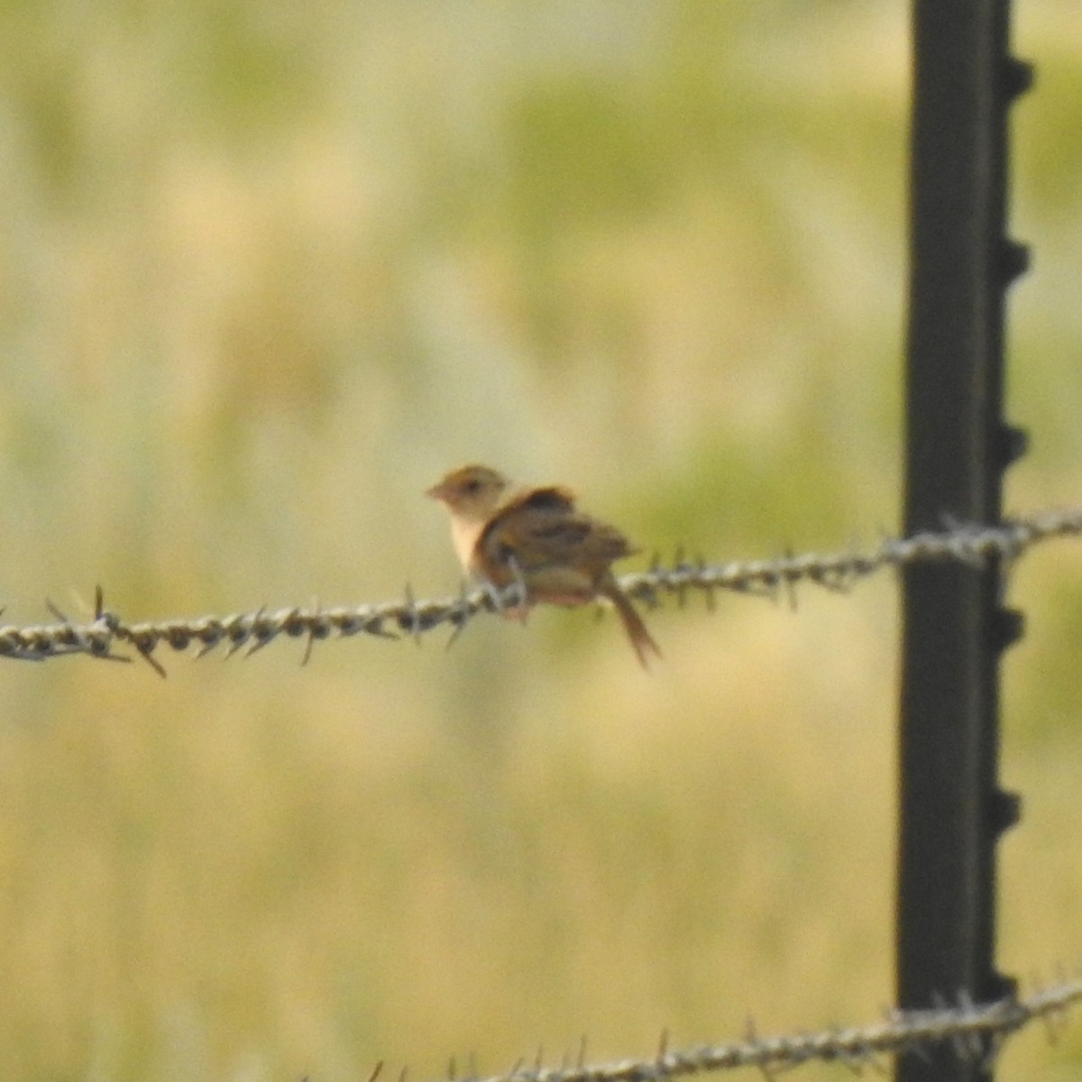 Grasshopper Sparrow - ML602372511