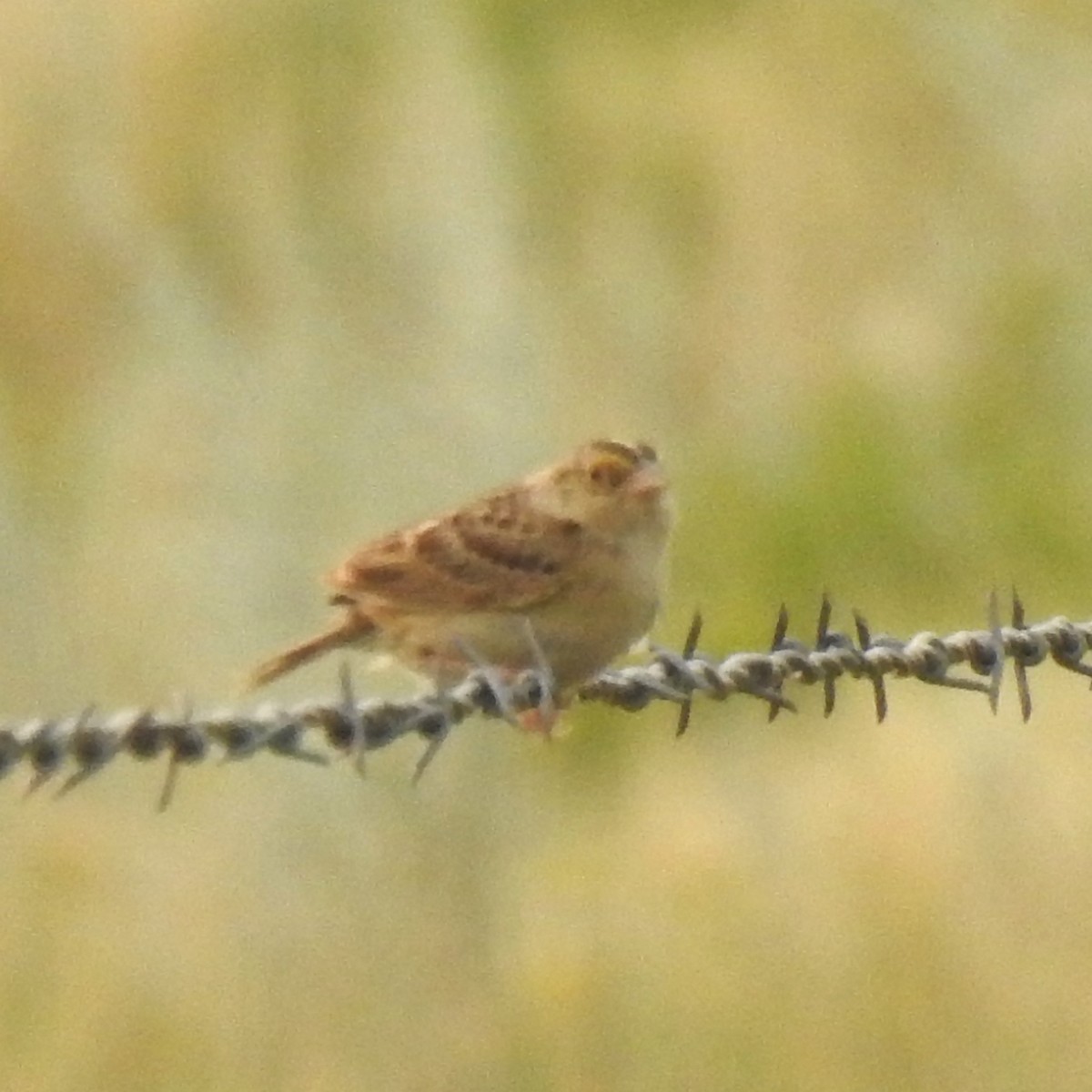 Grasshopper Sparrow - ML602372531