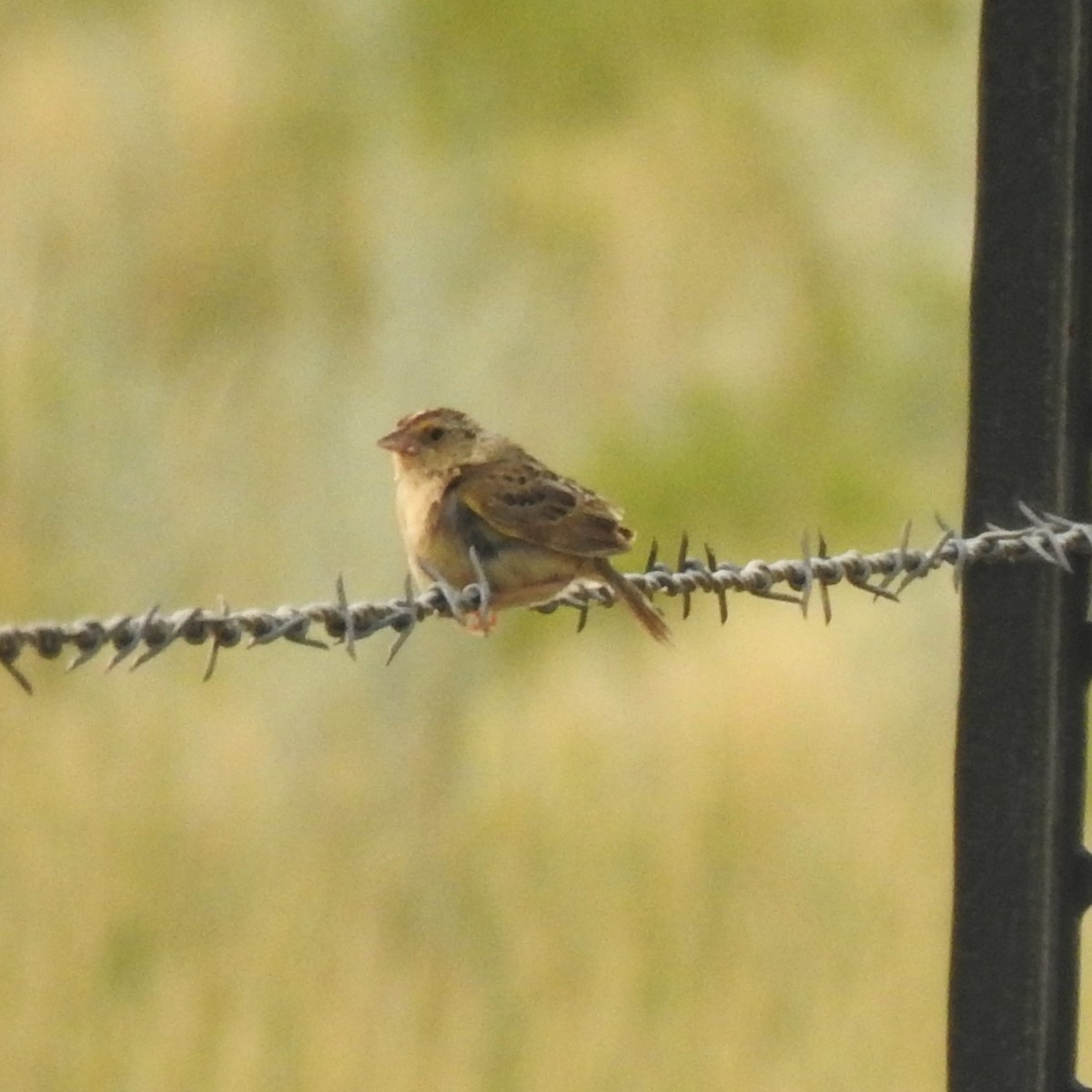 Grasshopper Sparrow - ML602372551