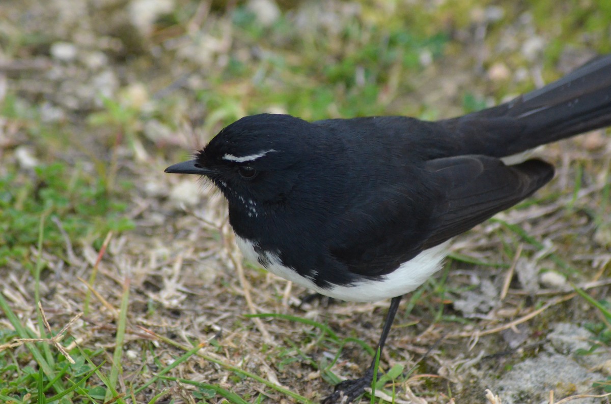 Willie-wagtail - Olivier Marchal