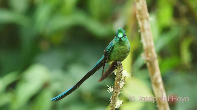 Long-tailed Sylph - ML602374551