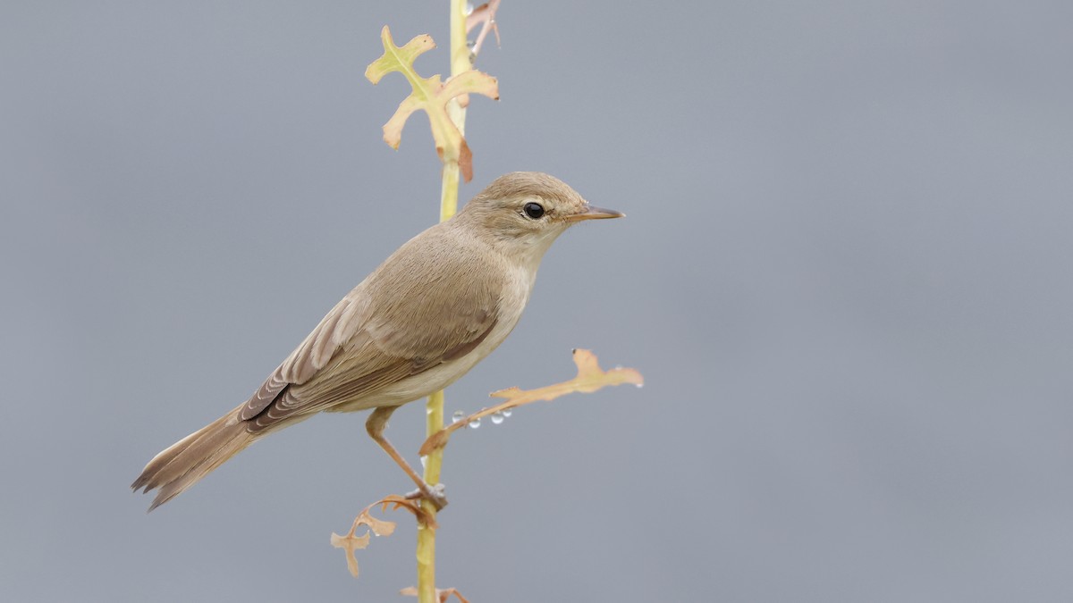 Booted Warbler - ML602376481