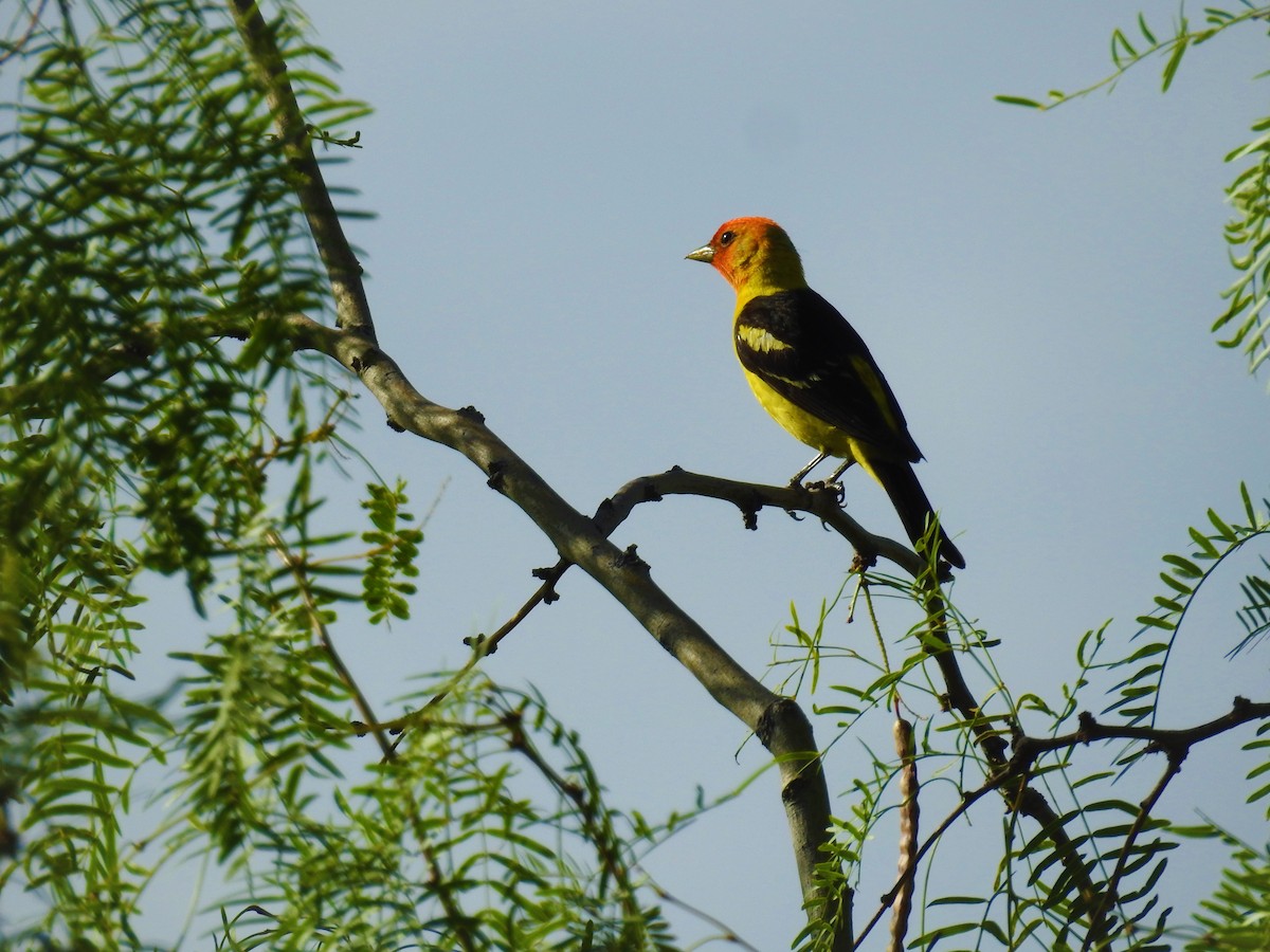 Western Tanager - ML602377181