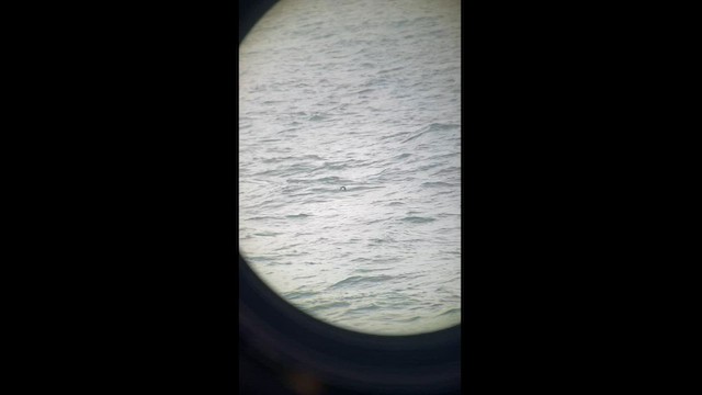 黃蹼洋海燕 - ML602379151