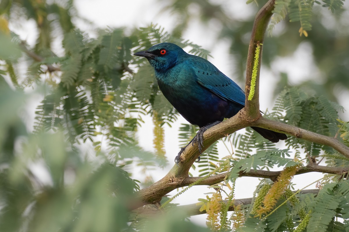 Greater Blue-eared Starling - ML602379931
