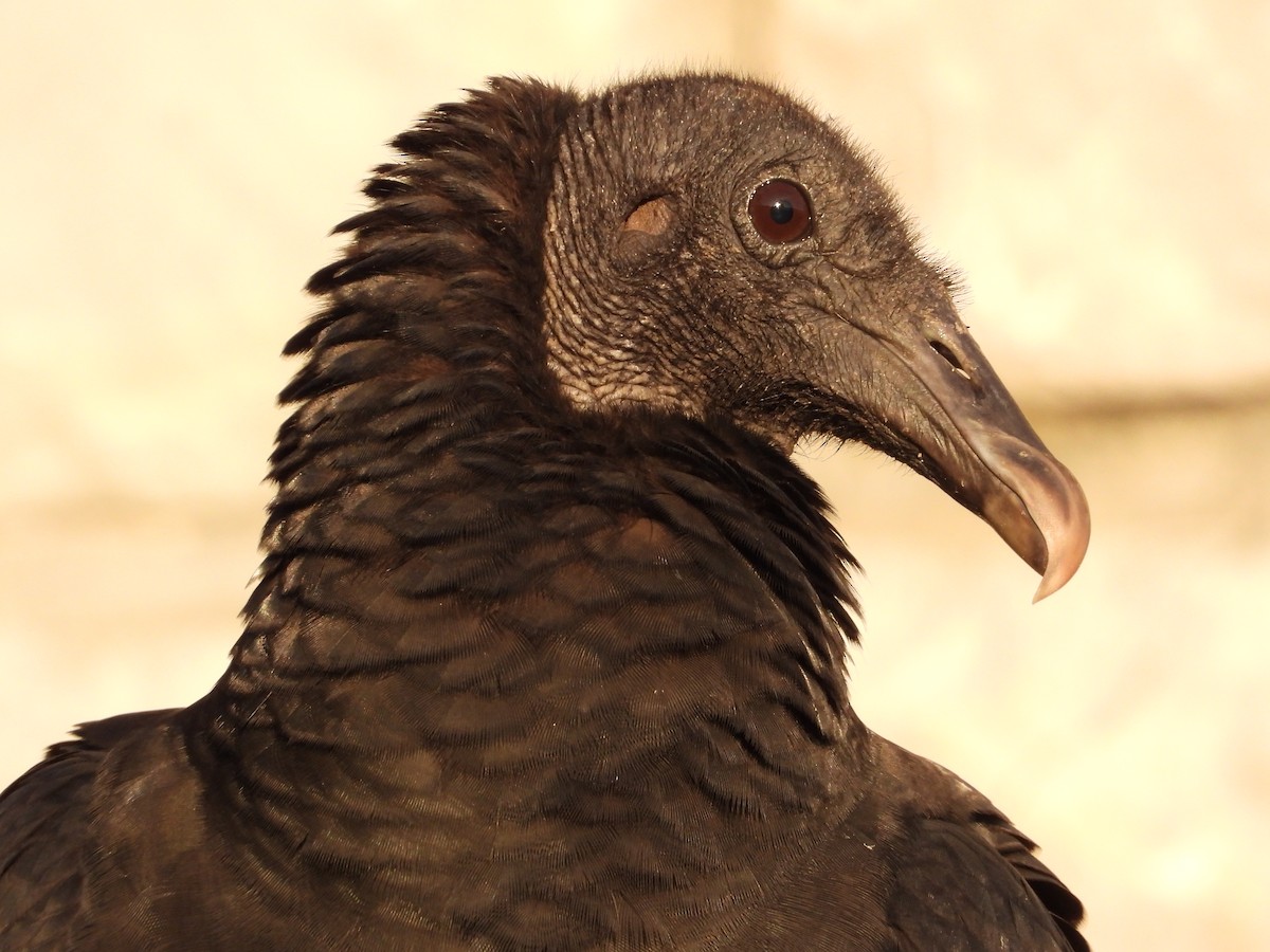 Black Vulture - Kirk Doerger