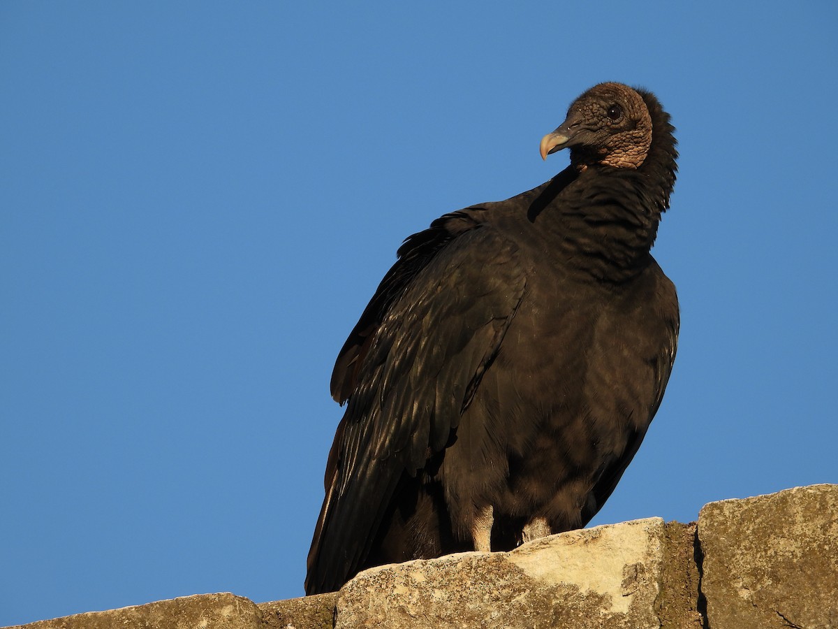 Black Vulture - ML602381081