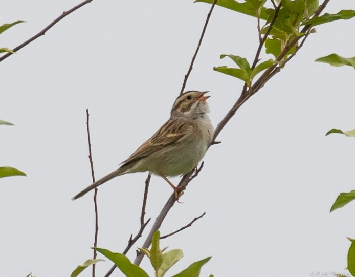 Clay-colored Sparrow - ML60238111
