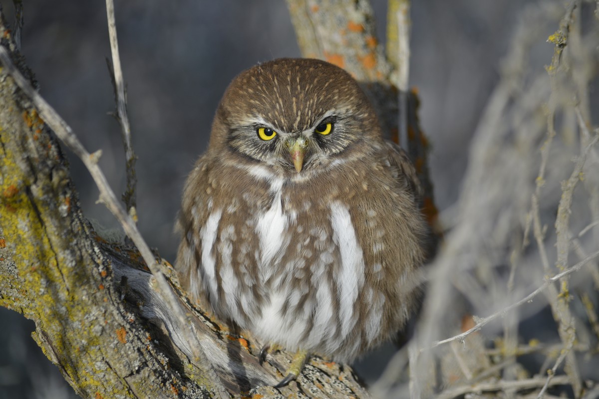Austral Pygmy-Owl - Silvina Irene Briasco