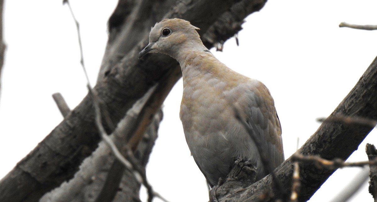 Eurasian Collared-Dove - ML602383661